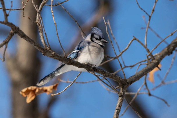 A Blue Jay perched on a branch in the wild. Cyanocitta cristata - Фото, изображение