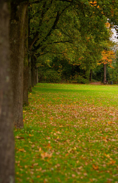 Φθινοπωρινό πάρκο με πράσινο γρασίδι στο λιβάδι και δέντρα με κίτρινα φύλλα - Φωτογραφία, εικόνα