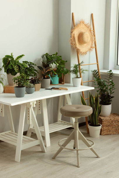Cozy room interior with stylish furniture and different beautiful houseplants - 写真・画像