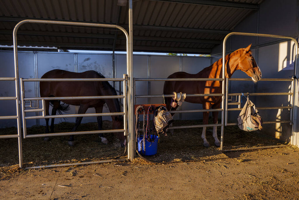 Kolme hevosta, joiden pää on tallin ulkopuolella. Laadukas valokuva - Valokuva, kuva