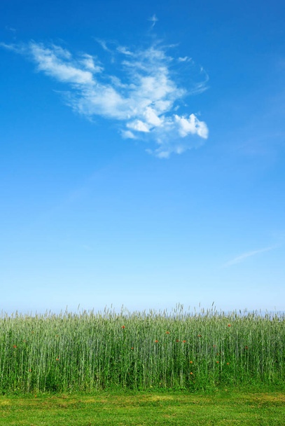 Green fields and blue skies. Green fields and blue sky in spring and early summer - Foto, afbeelding