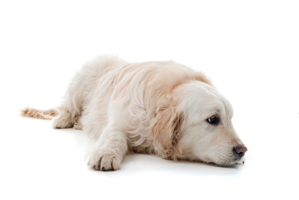Golden retriever puppy isolated - Zdjęcie, obraz