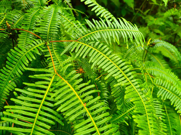 Ferns grow wild in the tropics. Shoots can be used as traditional cook & food. Shrubs of ferns can help keep the slope structure from eroding. - Photo, Image