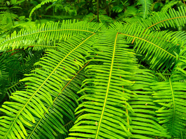 Ferns grow wild in the tropics. Shoots can be used as traditional cook & food. Shrubs of ferns can help keep the slope structure from eroding. - Photo, Image