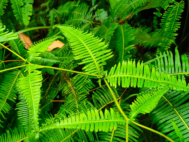 Samambaias crescem selvagens nos trópicos. Os brotos podem ser usados como cozinheiro tradicional e comida. Arbustos de samambaias podem ajudar a manter a estrutura da encosta de erosão. - Foto, Imagem