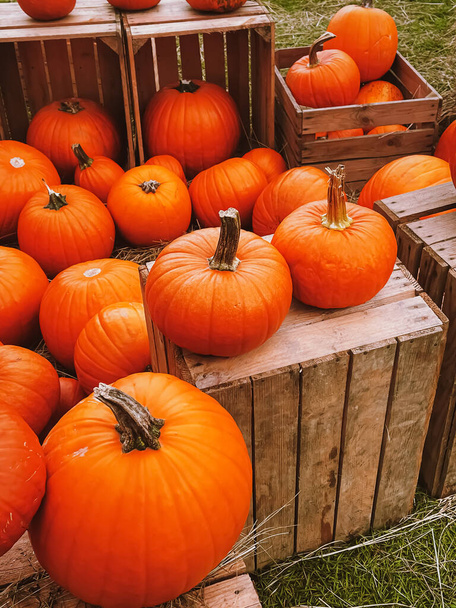 Halloween sütőtök és ünnep dekoráció őszi szezonban vidéki területen, tök betakarítás és szezonális mezőgazdaság, szabadban a természetben - Fotó, kép