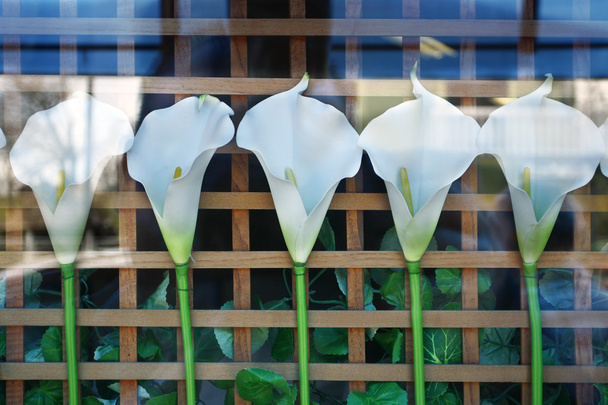 Cinq fleurs blanches Calla dans la fenêtre du magasin
 - Photo, image