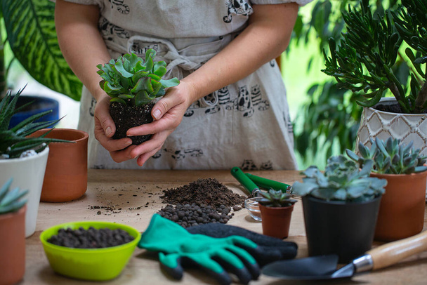 Woman is replanting a plant into a new brown pot. Many plants standing on a table. - Foto, imagen
