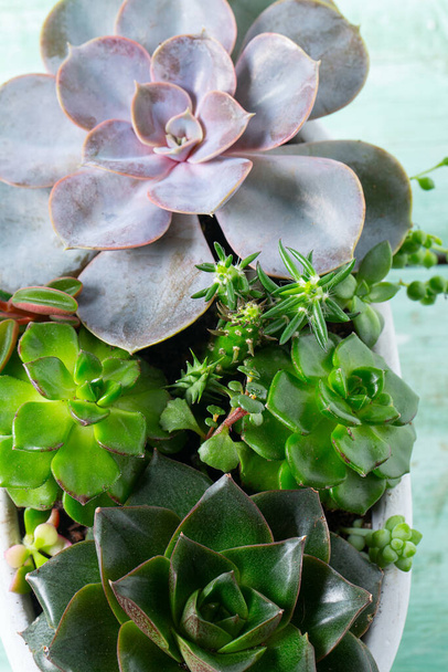 Beautiful succulent garden. Echeveria, pearl string, aeonium and other succulent plants. Turquoise wooden surface. Top view. - Fotografie, Obrázek