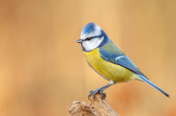 Blue tit (Cyanistes caeruleus) perched on a branch in the forest. - 写真・画像