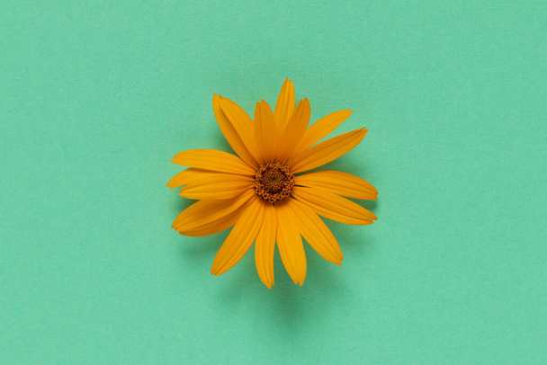 Gelbe Blume auf blauem Hintergrund. Minimalistische flache Verlegung. - Foto, Bild