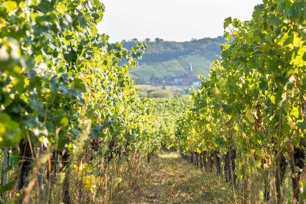 Weinberg im sehr berühmten Weinanbaugebiet Elsass, Frankreich - Foto, Bild