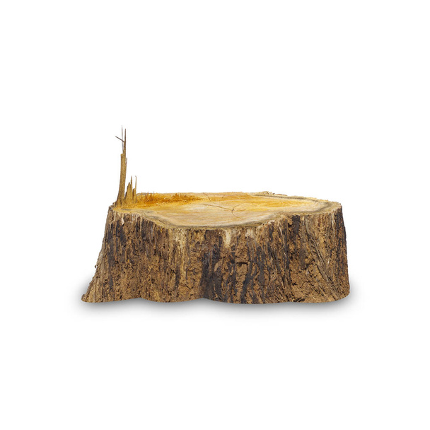 Teak stump isolado no fundo branco com caminho de recorte, O toco de uma árvore de teca que foi cortado curto. - Foto, Imagem
