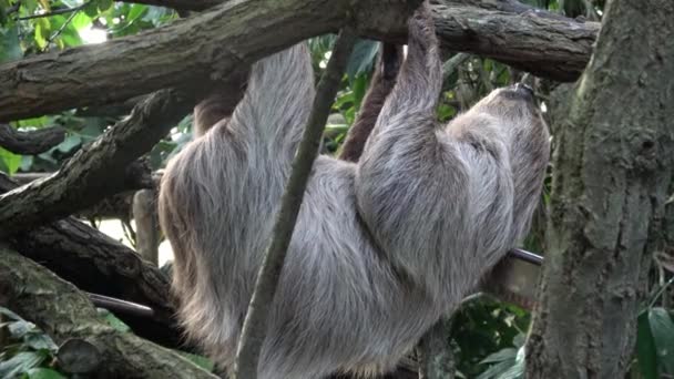 İki parmaklı tembel hayvan baş aşağı asılı ağaç dalına tırmanıyor (Choloepus didactylus) - Video, Çekim