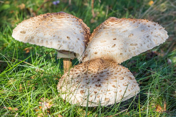 Parasolpaddenstoelen (Lepiota Procera of Macrolepiota Procera) in het gras bij Schipborg, Nederland - Foto, afbeelding