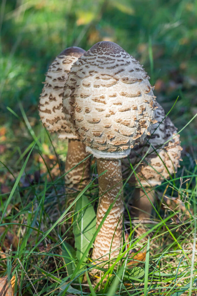 Три зонтичных гриба (Lepiota Procera или Macrolepiota Procera) в траве близ Шипборга, Нидерланды - Фото, изображение