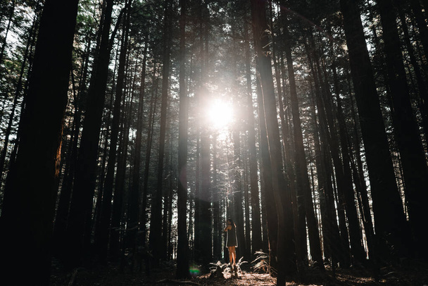 ragazza caucasica in piedi su una pietra in una lussureggiante foresta con il sole di fronte, sequoie, rotorua, Nuova Zelanda - Natura concetto di viaggio - Foto, immagini