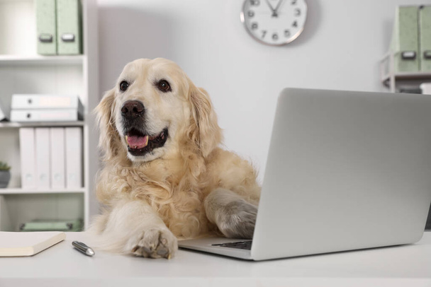 Cute retriever sitting at table near laptop in office. Working atmosphere - Photo, image