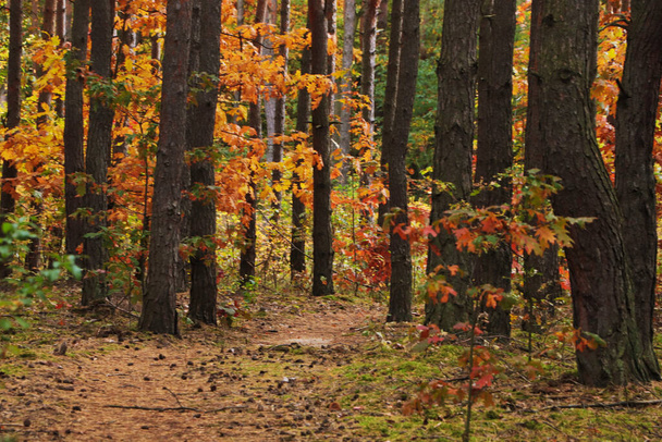 Trail and beautiful trees in forest. Autumn season - Photo, Image