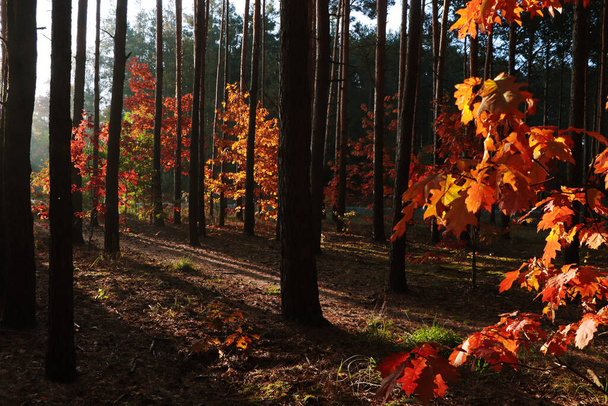Picturesque view of forest with trees on sunny day. Autumn season - Photo, Image