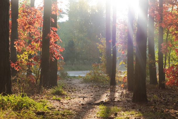 Picturesque view of forest with trees on sunny day. Autumn season - 写真・画像