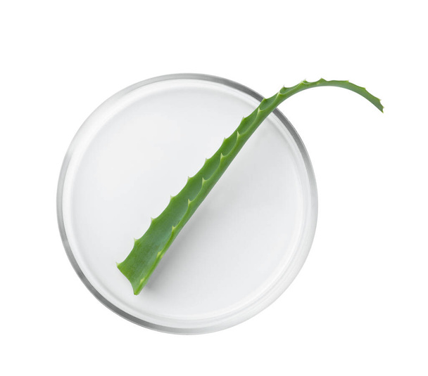 Petri dish with aloe plant isolated on white, top view - Фото, изображение