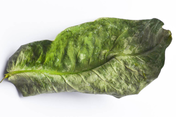 a sheet of dry and withered leaf on a white paper surface. Isolated pale green water guava leaf - Foto, Bild