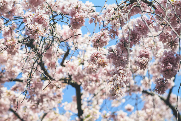 a Kyoto, Japan - cherry trees sakura at Nijo Castle park. - Photo, Image