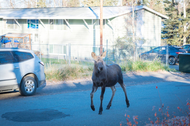 Moose walking on residential street of suburban duplex houses with chain link fence and parked cars in Anchorage, Alaska. Wildlife animal in neighborhood subdivision area country settings - Photo, Image