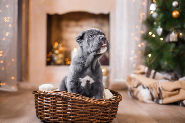 Dog breed Cane Corso puppy   - Fotó, kép