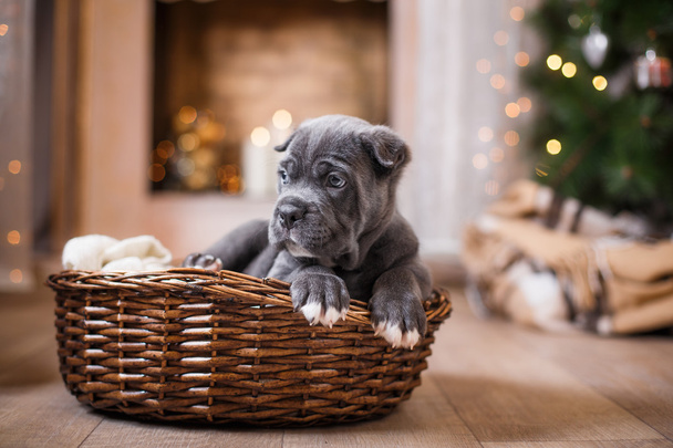 Dog breed Cane Corso puppy   - Фото, изображение