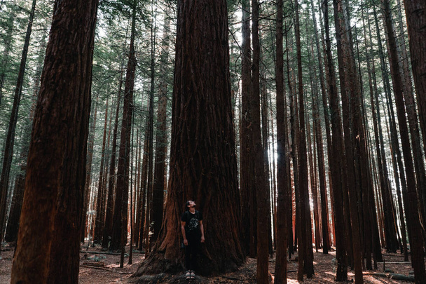 kaukázusi fiú áll láb együtt néz fel egy nagy fa mellett egy erdőben, vörösfenyő sétány, rotorua, új-Zéland - Természet utazási koncepció - Fotó, kép
