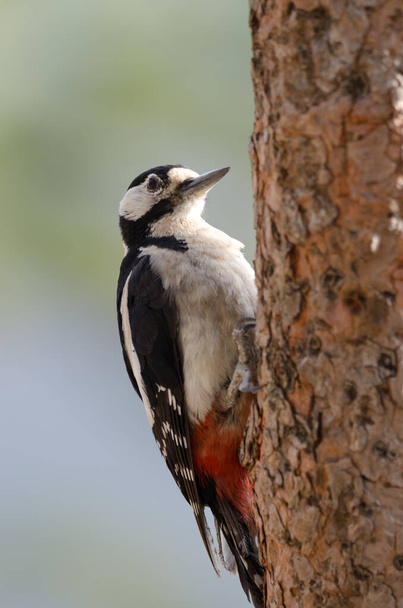Great spotted woodpecker Dendrocopos major thanneri. Male. Alsandara mountain. Natural Reserve of Inagua. Tejeda. Gran Canaria. Canary Islands. Spain. - Photo, Image