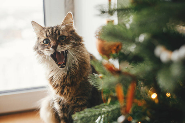 Feliz Natal! Gato emocional bonito sentado na árvore de Natal elegante com bugigangas vintage. Pet e férias de inverno. Adorável gato tabby bocejo engraçado perto da árvore decorada no quarto festivo - Foto, Imagem