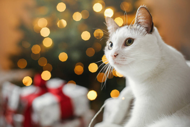 メリークリスマス！黄金の光と贈り物とクリスマスツリーを背景に居心地の良いベッドでリラックスかわいい猫。ペットと冬の休日。お祝いの照明の部屋で愛らしい子猫の肖像画 - 写真・画像