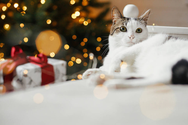 メリークリスマス！黄金の光と贈り物とクリスマスツリーを背景に居心地の良いベッドでリラックスかわいい猫。ペットと冬の休日。愛らしい面白いです猫嘘オン柔らかいベッドでお祝いの部屋 - 写真・画像