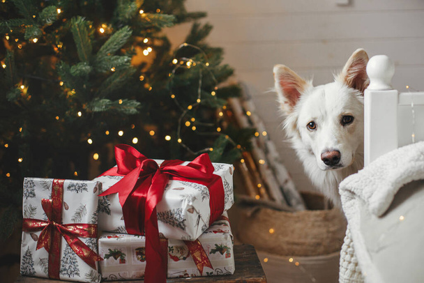 Cane carino guardando regali alla moda vicino all'albero di Natale con luci dorate. Animali domestici e vacanze invernali. Adorabile cane spitz danese a regali avvolti in camera festiva atmosferica. Buon Natale. Ciao.! - Foto, immagini