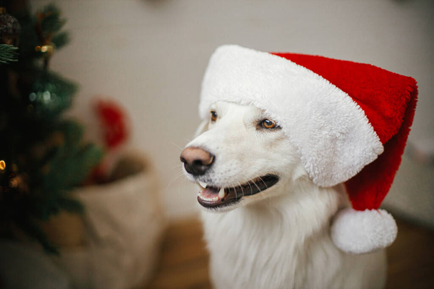 Cute dog w kapeluszu Mikołaja siedzi w pobliżu stylowej choinki. Pet i ferie zimowe. Wesołych Świąt! Portret uroczego duńskiego psa w kapeluszu Mikołaja w uroczystym pokoju - Zdjęcie, obraz