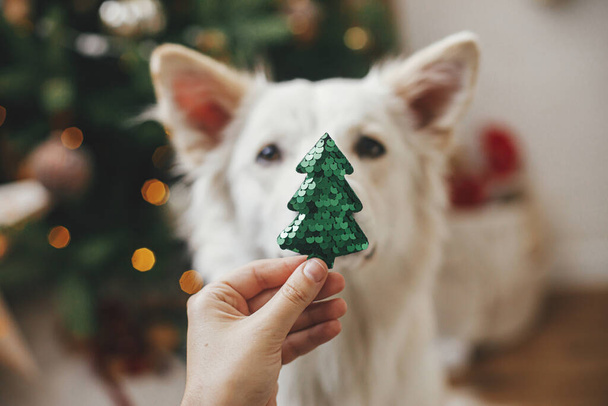 Merry Christmas and Happy Holidays!Woman hand holding christmas tree toy at cute dog nose. Pet and winter holidays. Adorable funny white danish spitz dog helping decorate festive room. - Photo, image