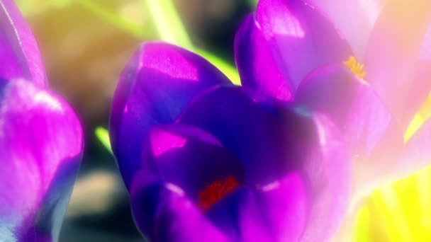 Czas wygaśnięcia kwiat crocus kwitnienie - Materiał filmowy, wideo