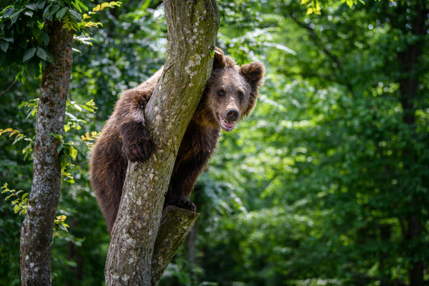 Wild Brown Bear (Ursus Arctos) in the summer forest on tree. Animal in natural habitat. Wildlife scene - Photo, Image