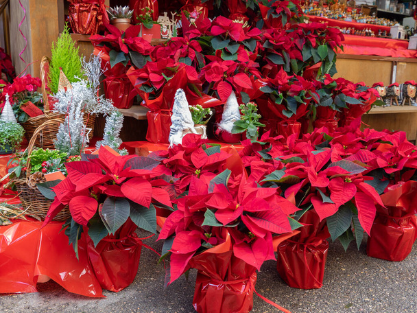 Una gran cantidad de ollas Poinsettia de plantas en el mercado. Flor estrella de Navidad, decoración tradicional para la Navidad. Enfoque selectivo luz natural - Foto, imagen