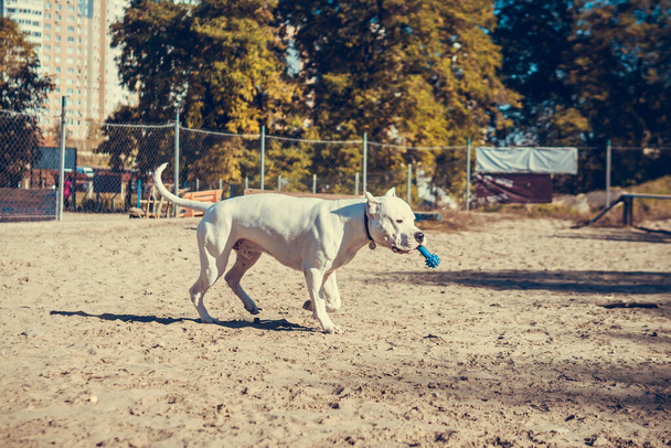 Όμορφη λευκό τεριέ προσωπικό playin στο χώρο εκπαίδευσης σκυλιών. Επικίνδυνη ράτσα σκύλου. Υγιές και ενεργό κατοικίδιο ζώο - Φωτογραφία, εικόνα