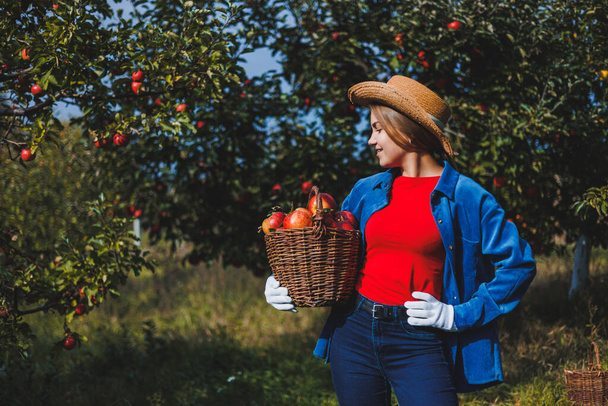 Una joven delgada con sombrero es una trabajadora en el jardín, mira manzanas rojas en una canasta de mimbre. Cosechar manzanas en otoño - Foto, imagen
