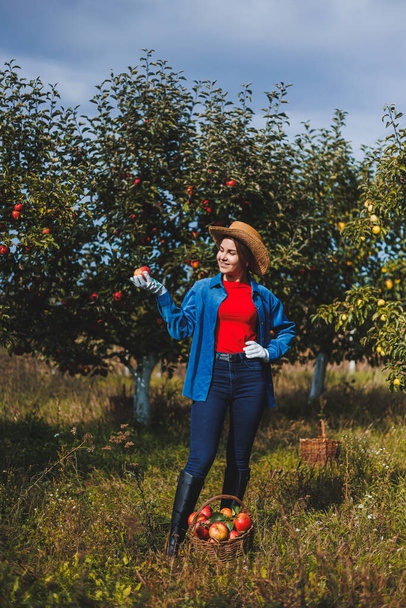 Молодая женщина в шляпе, рабочий в саду, она несет красные спелые яблоки в плетеной корзине. Сбор яблок осенью. - Фото, изображение