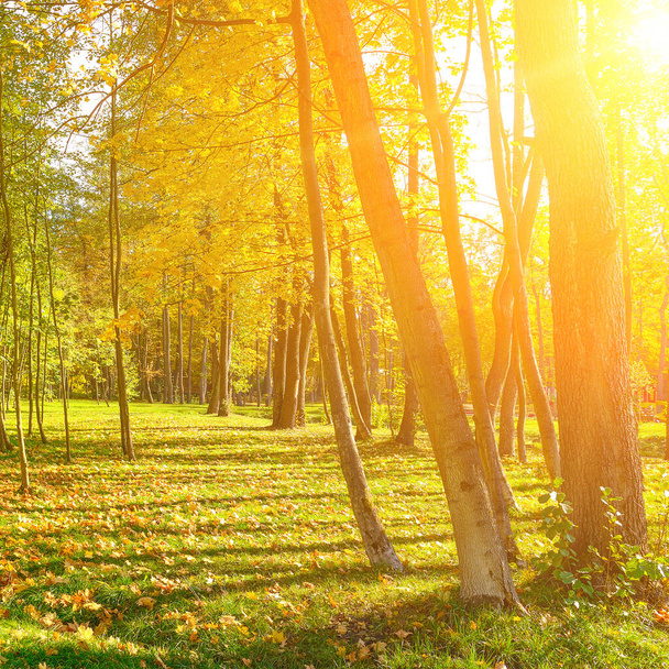 Autumn park with bright yellow fallen leaves illuminated sun. - Photo, Image