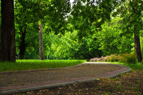 road through the green, summer park - Photo, Image