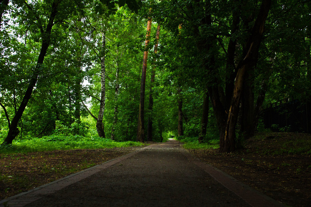 road through the summer, green, park - Photo, Image