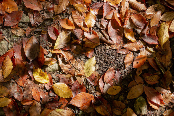 Autumn leaves in the forest as background - Photo, Image