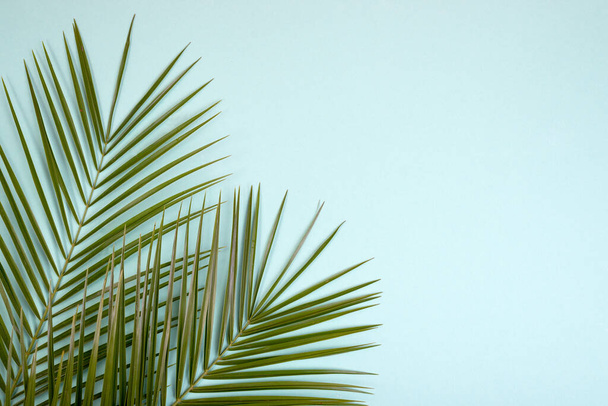 Hallo Sommer Hintergrund mit frischen grünen Palmblättern mit leerem Platz für Text. - Foto, Bild